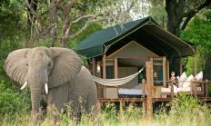 1sanctuary stanleyscamp elefant