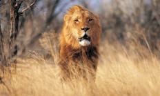 african river safari lion